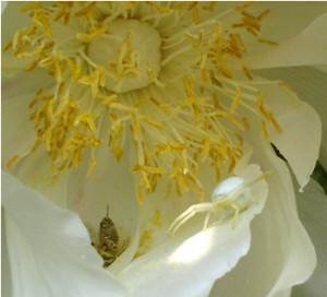 Crab Spider in a peony flower