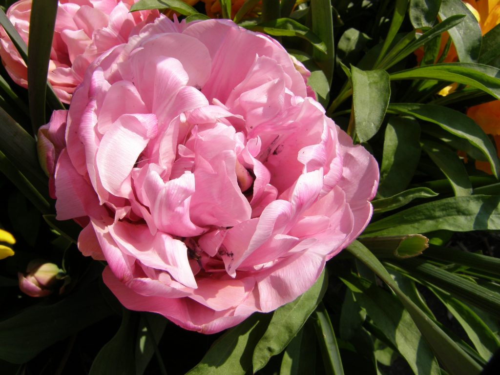 Tulip 'Amazing Grace' a copper and pink double