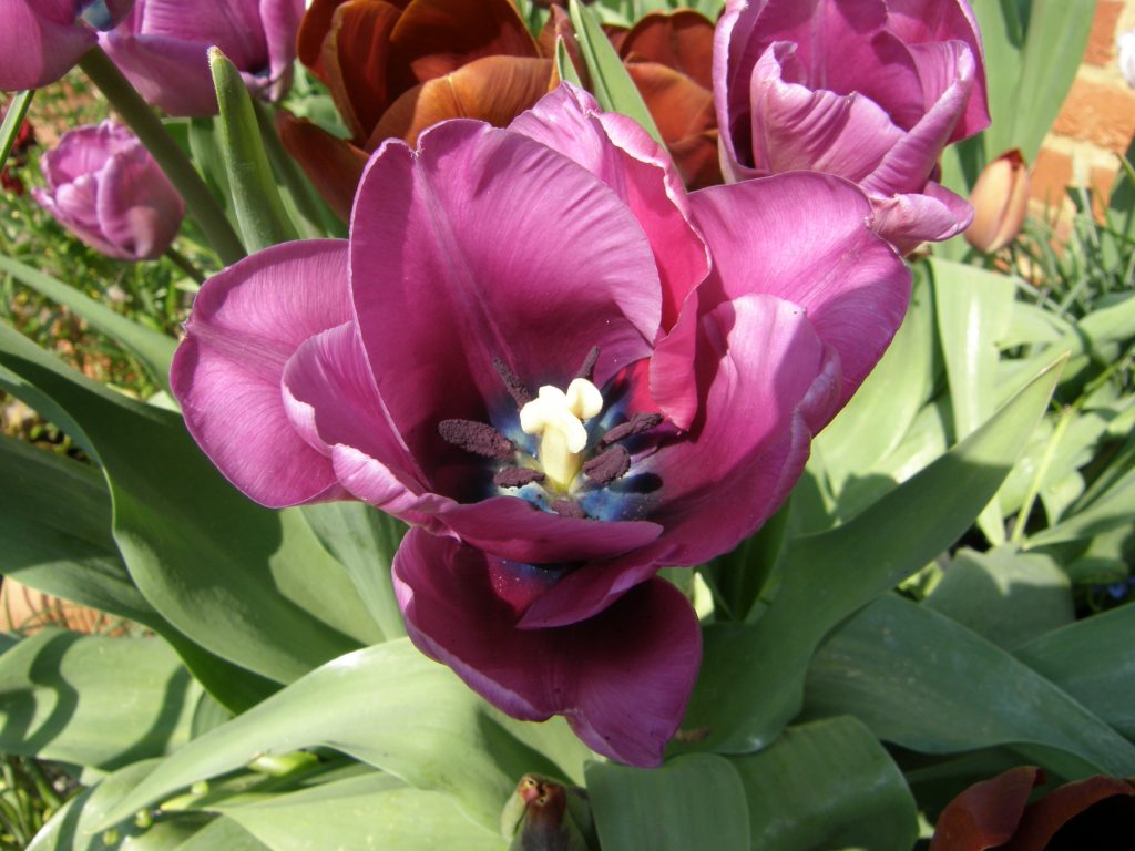 'Bleu Aimable' showing inner blue base to petals