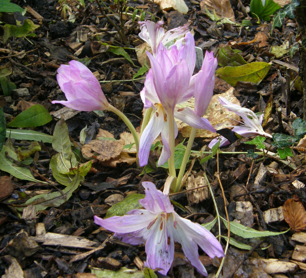 Colchicum autumnale The Giant