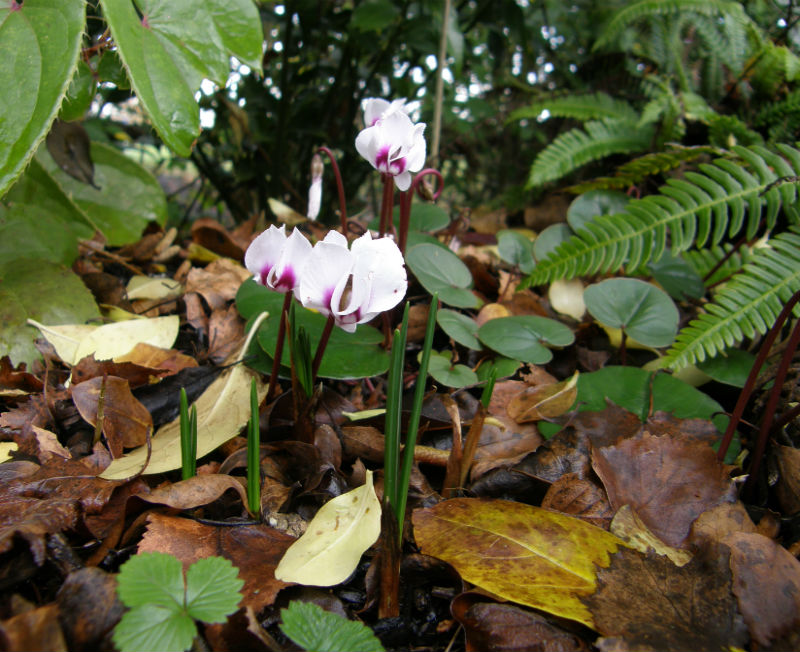 Cyclamen coum with emerging foliage of Crocus speciosus (autumn flowering)