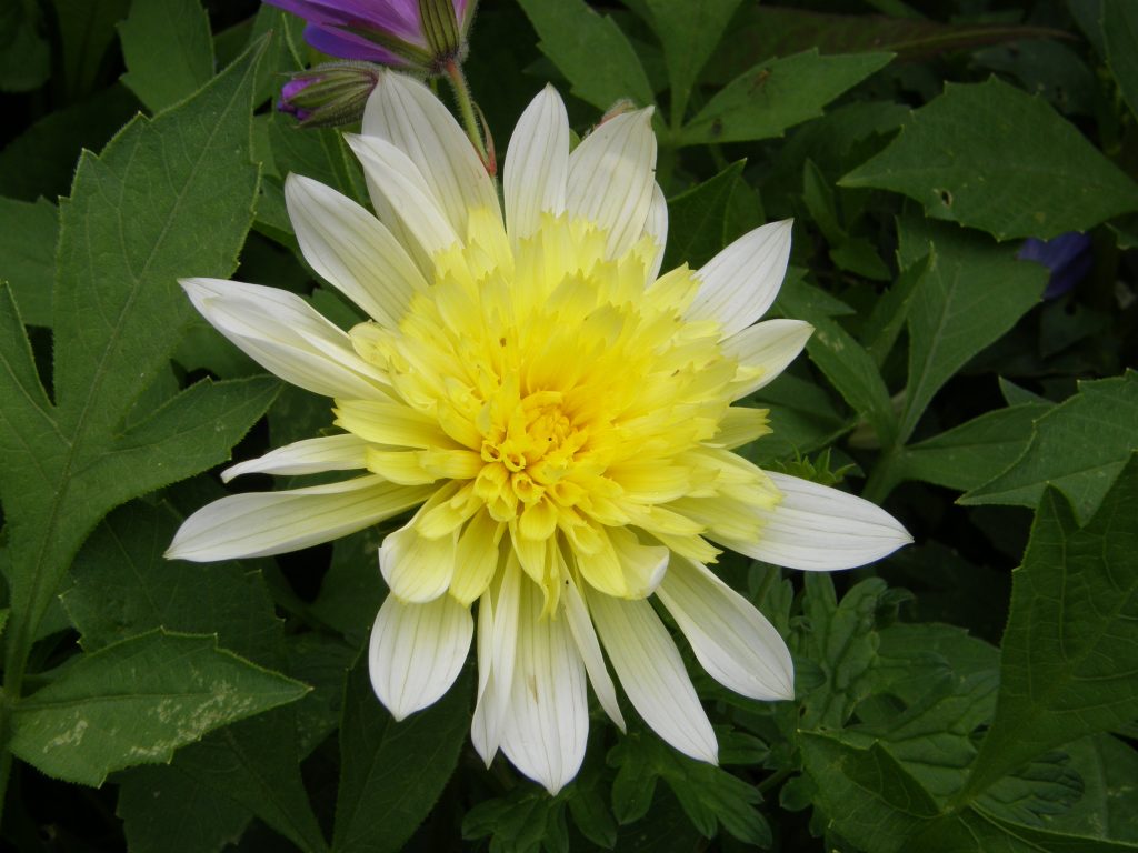 Dahlia 'Paso Doble' 1993 Van Dongen Anemone flowered