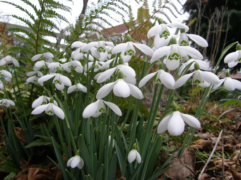 Galanthus Brenda Troyle