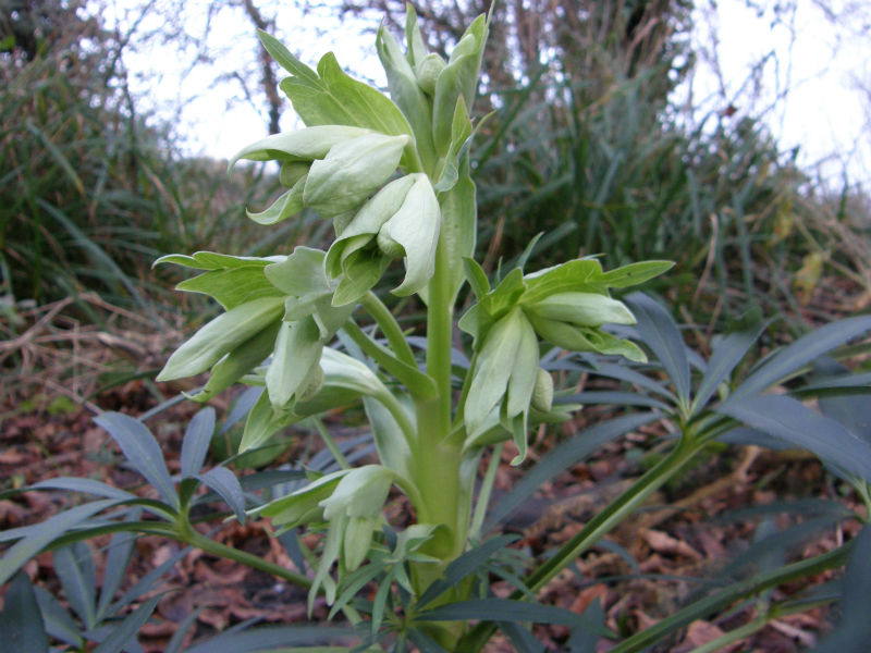 Helleborus foetidus