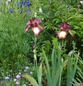 Iris Provencal with I Katie Koo in the background