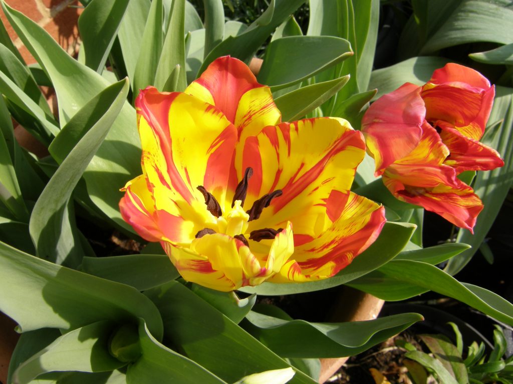 Rembrandt tulip 'Saskia'