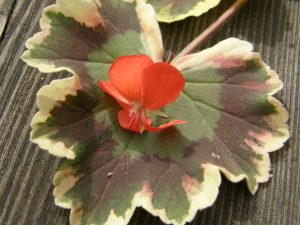 Pelargonium Mrs Pollock