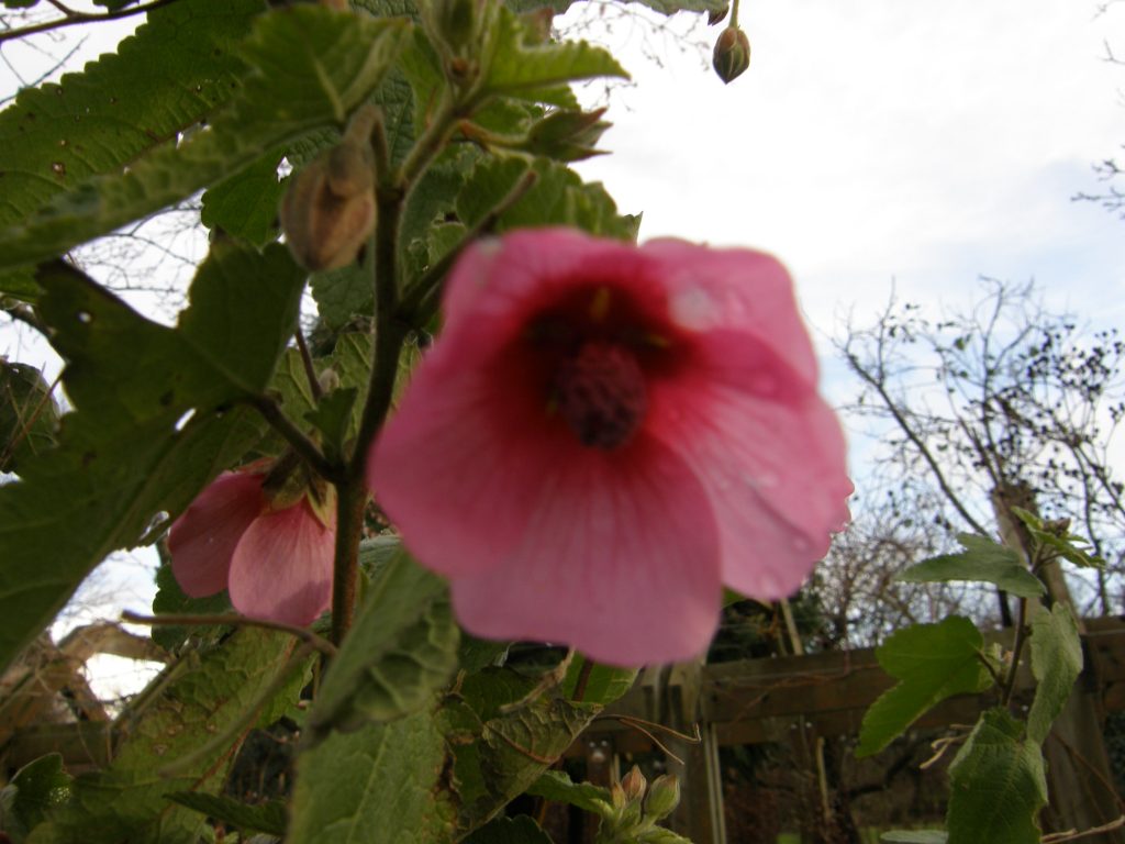 Anisodontea capensis El Rayo