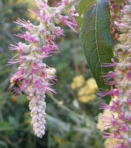 Rostrinucula dependens called the Weeping Buddleja but it's in the mint family