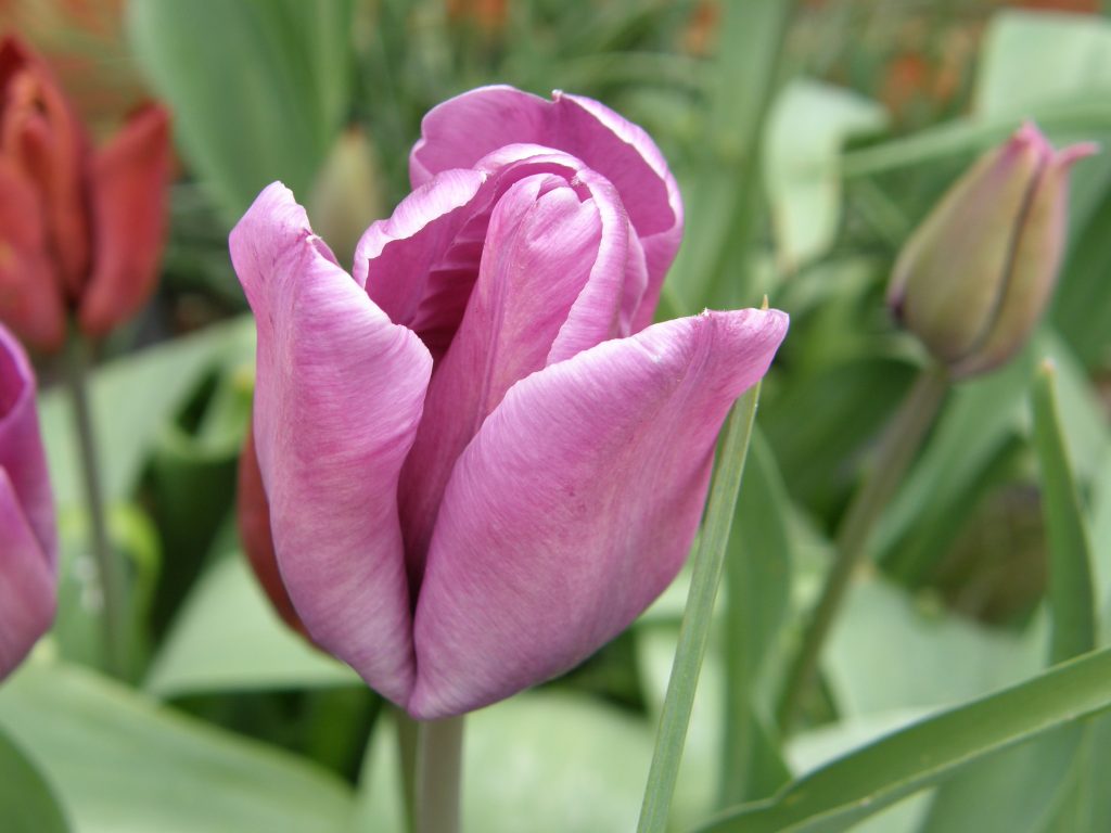 Tulip 'Bleu Aimable'