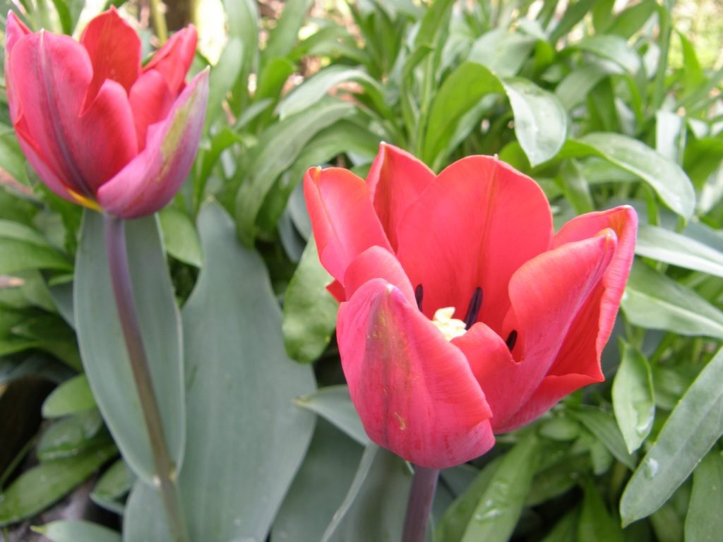 Tulip 'Couleur Cardinal'