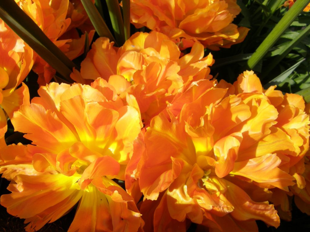 Tulip Orca early flowering orange double