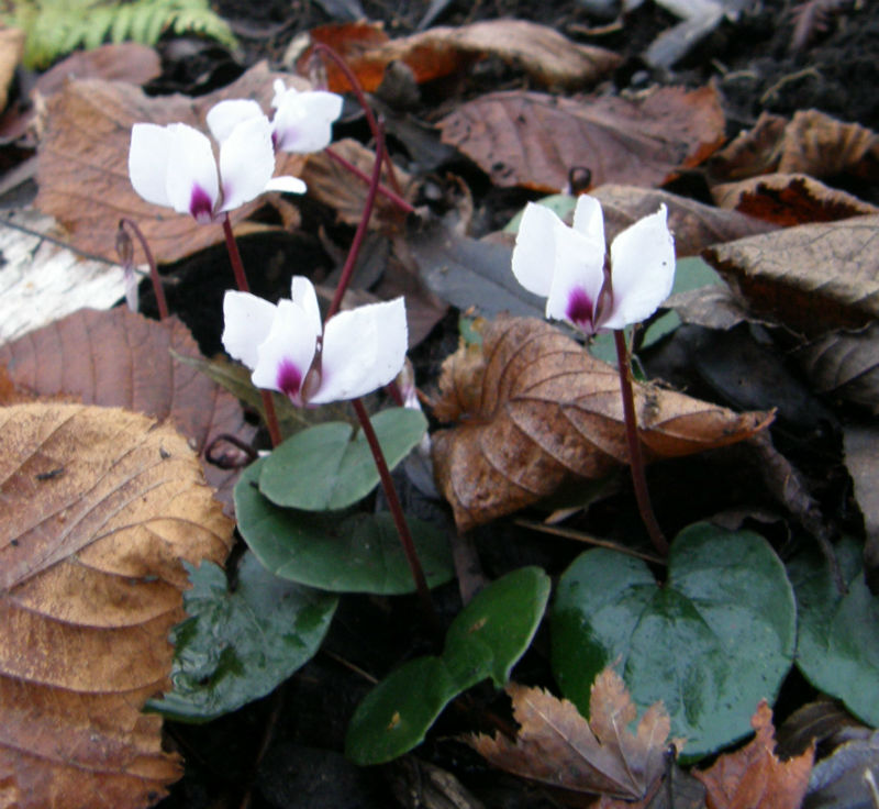 Cyclamen coum flowering in December