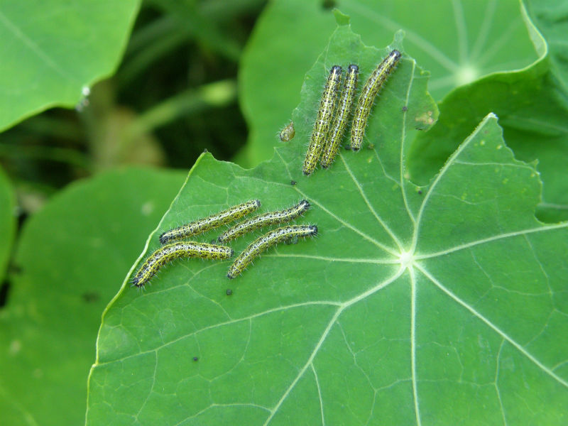 Large White Caterpillars on nasturtium
