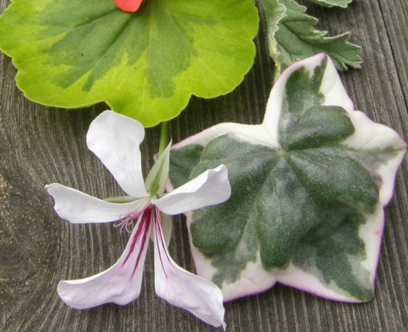 Ivy-leaved Pelargonium L'Elegante