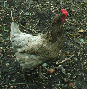 Spring Chicken - Percy the Blubell